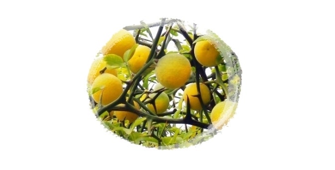 이젠 긁지 마세요, 탱자효능 경험해 보세요.