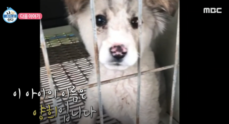 나혼자산다 성훈 반려견 양희 사연봤더니...눈물 w.나혼자산다 성훈