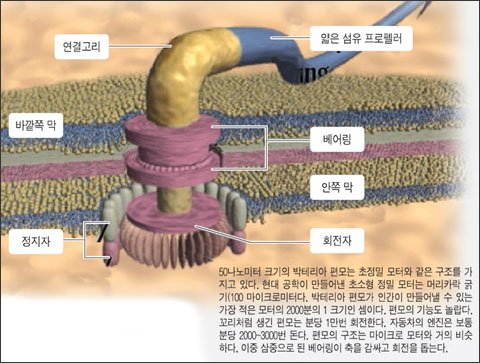  (환원불가능한 복잡성) "리보솜-부품 한 개"를 빼면, 세포 활동은 중단됩니다.