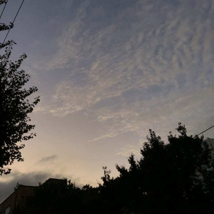  일상 :: 190812 - 190818