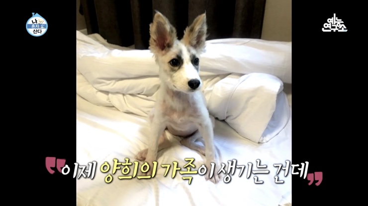 나혼자산다@ 성훈 양희 강아지, 기안84 석고84