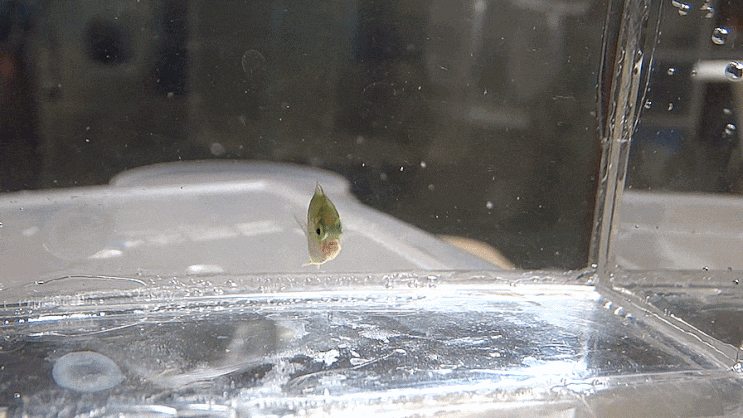  갈전갱이  Carangoides equula カイワリ / 전갱이과 ( Family Carangidae ) 의 1종