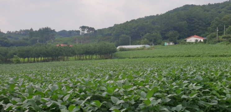  농촌체험-할미넴과 깨털기