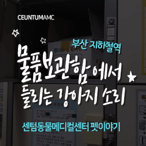  [동물뉴스]부산 지하철역 물품보관함에서 들리는 강아지 소리(센텀동물메디컬센터, 부산분과전문동물병원, 365일연중무휴)