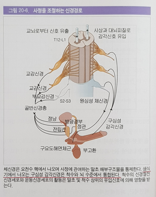 조루증 치료법 - 선택적 세로토닌 재흡수 억제제(SSRI)의 효과와 부작용