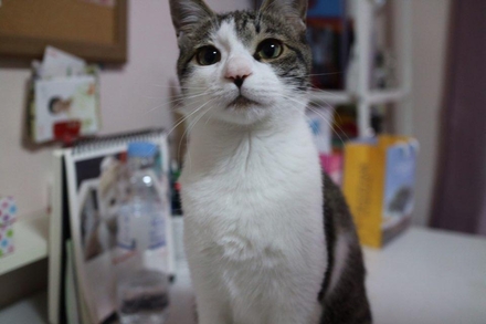 고양이 보험시장 커지는데…"아직은 적금이 낫겠네" 고양이 보험시장 커지는데…"아직은 적금이 낫겠네"