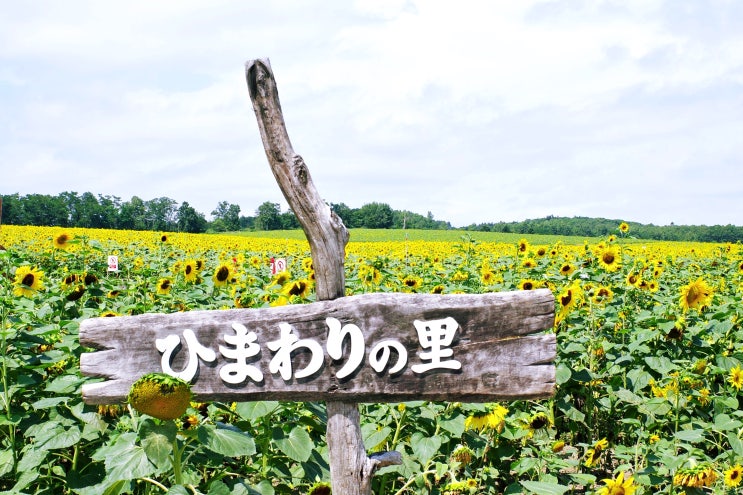  【19' 일본여행ː삿포로】 후라노 비에이 버스투어 #해바라기마을 #청의호수 #흰수염폭포 #팜토미타