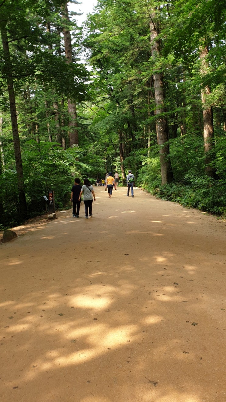  비오는 날 오대산 전나무 숲길을 걸으며(In a rairy day, I walked the path of Mt. Odaesan fir forest, Korea)
