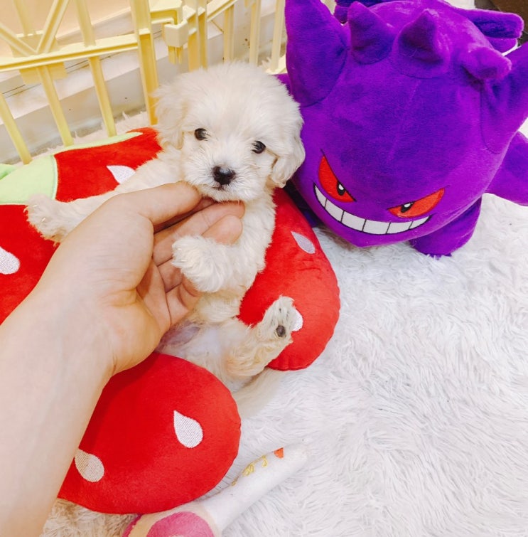  송파말티푸분양 / 만나펫