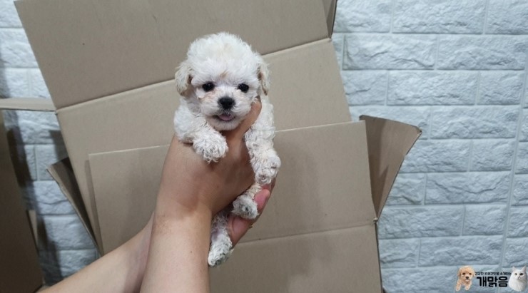  광주강아지분양 토이푸들 꽃미남을 소개할게요