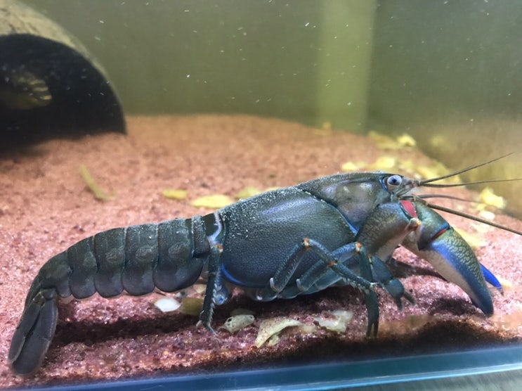  (물생활)30큐브근황