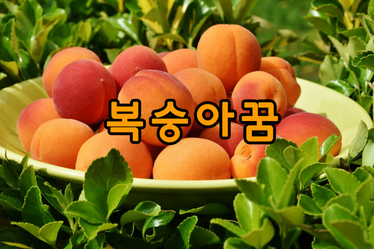  복숭아꿈,복숭아먹는꿈,장에 좋은 복숭아 꿈해몽