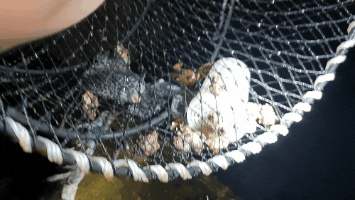  [일상]20190817 포항에서 즐거운낚시 통발 물놀이하고나서 뭐다? BBQ다(2)