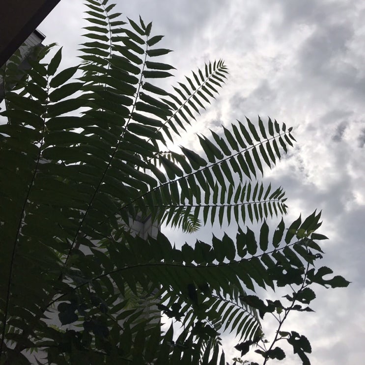  하이메아욘 : 대림미술관_20190811