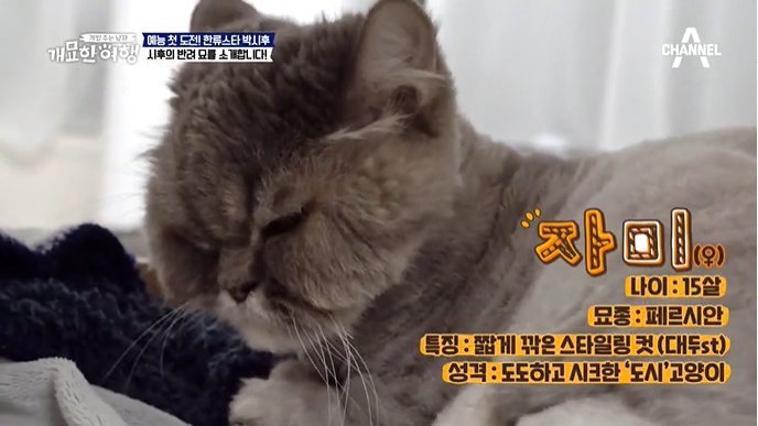 개묘한여행 박시후 아파트 반려묘 다미 자미 묘종 캠핑 용품 조명 침대 텐트 김희철 반려견 기복이 견종 설채현 고양 동물학교 펫 트레블러 옷 선글라스 집 촬영장소 개밥주는남자 1회 개묘한여행 박시후 아파트 반려묘 다미 자미 묘종 캠핑 용품 조명 침대 텐트 김희철 반려견 기복이 견종 설채현 고양 동물학교 펫 트레블러 옷 선글라스 집 촬영장소 개밥주는남자 1회