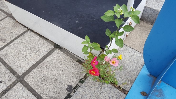  화엄경 십지품 공부(5)