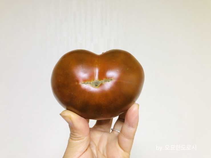  텃밭놀이:) 여름 수확의 꽃 토마토 (ft. 콩닥님)