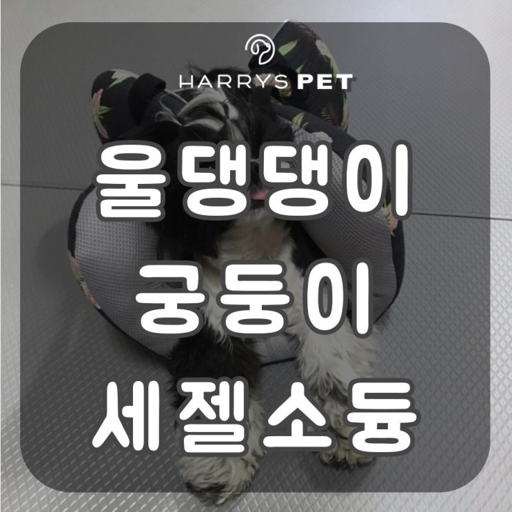  강아지용품사이트 명확하게 있어야 하는 대박 아이템