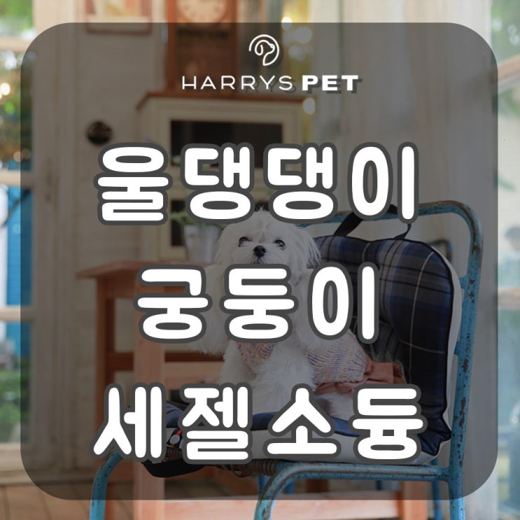  김해애완견 갖고갈 때 꼭 구입해야 할 레시피 북
