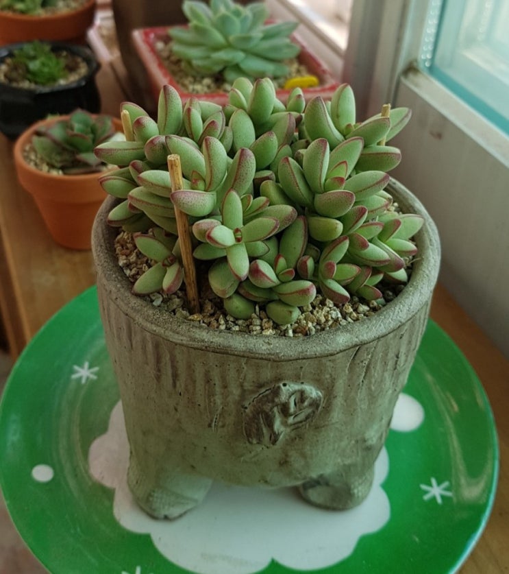  다육사랑  애성  로치