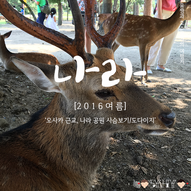 [2016 여름] 일본 오사카 3박 4일 여행 - Day 2 (오사카 근교, 나라 공원 사슴보기/도다이지!)