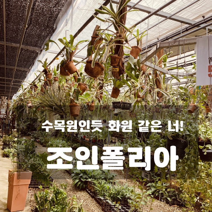  식물원인 듯 화원 같은 너 - 조인폴리아