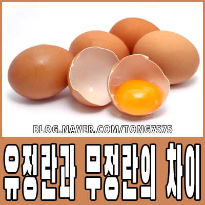  유정란과 무정란의 차이 가볍게 참고하세요