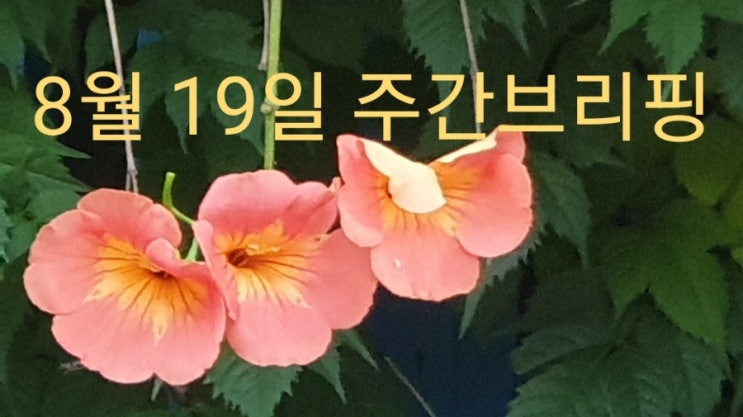  8월19일 주간브리핑