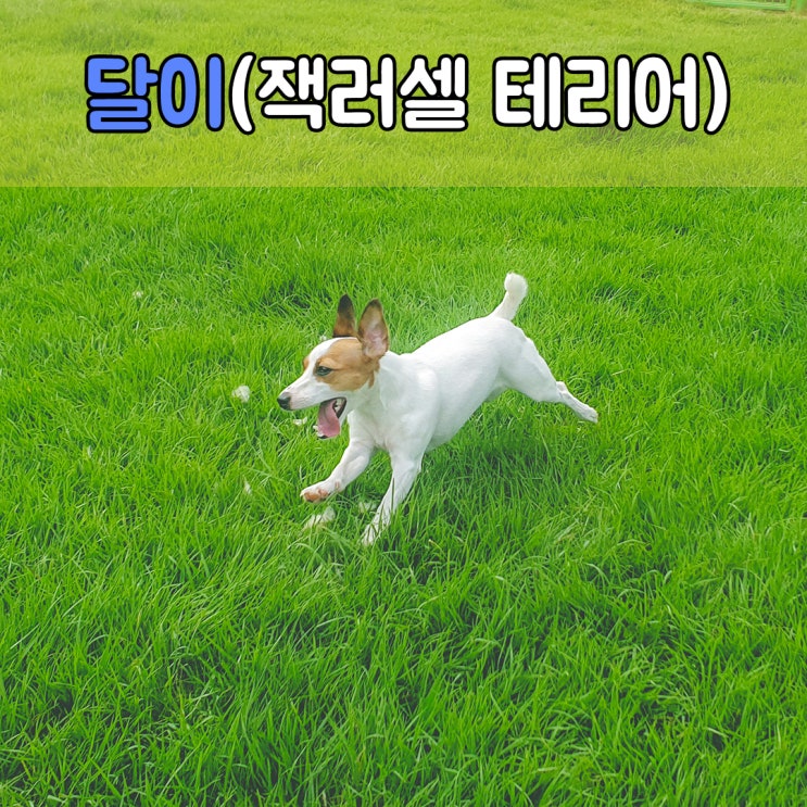  잭러셀 테리어 "달이"의 반려견호텔 생활, #부산경남애견호텔 #파트라슈반려견학교