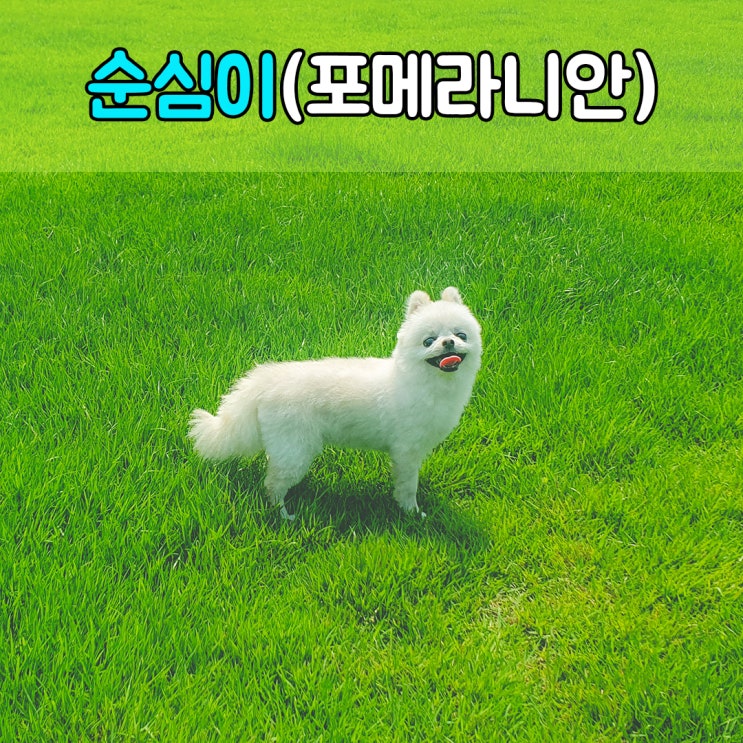  여름철 휴가기간 애견호텔, #부산경남강아지호텔 #파트라슈반려견학교