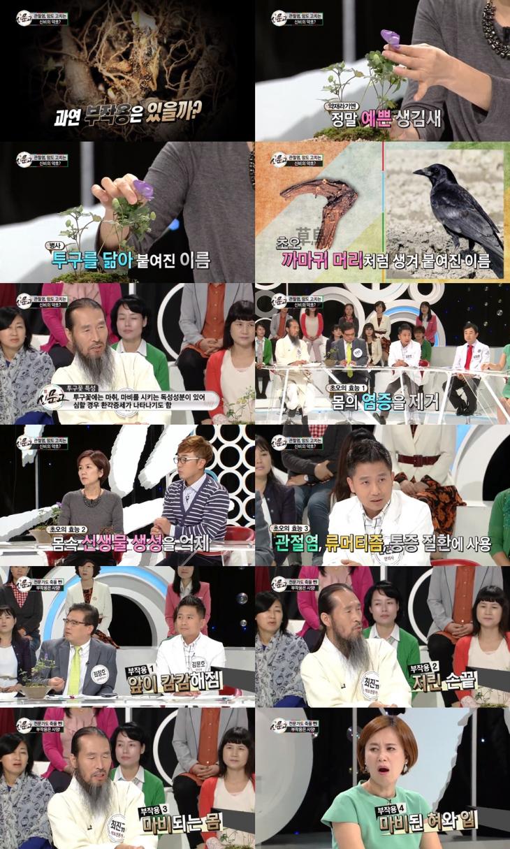  초오 투구꽃 사진 자세히 봤더니...충격 w.초오 효능 부작용