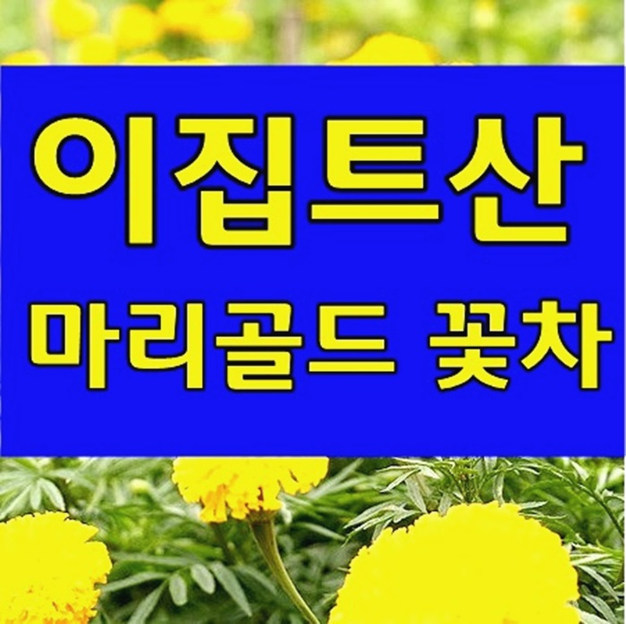  메리골드꽃차 효능, 가을에좋은 마리골드 먹는법, 파는곳 설명
