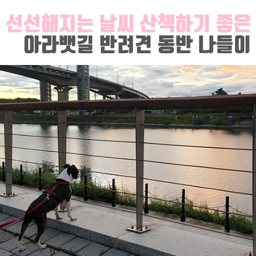 [유기견입양/보보일기] 선선해진 날씨, 산책하기 좋은 아라뱃길 반려견 동반 나들이!