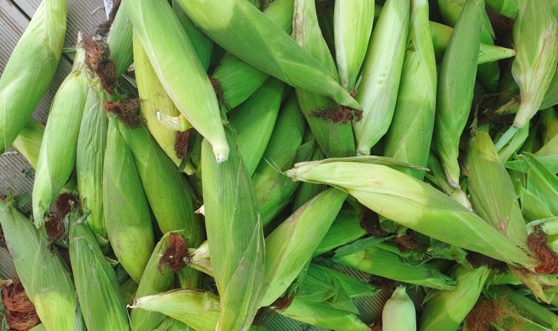 옥수수산지직송,대박농산물, 강원도찰옥수수 농장직거래, 강원도 옥수수 택배, 옥수수택배....