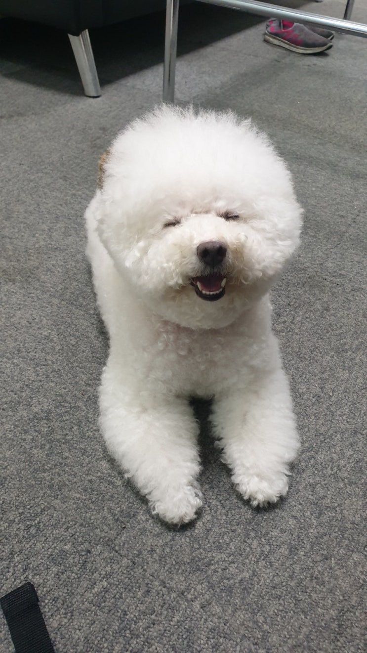  조은누리양 구한 군견 달관이 Kg당 1800원짜리 사료먹는다니 맘이 짠하네요