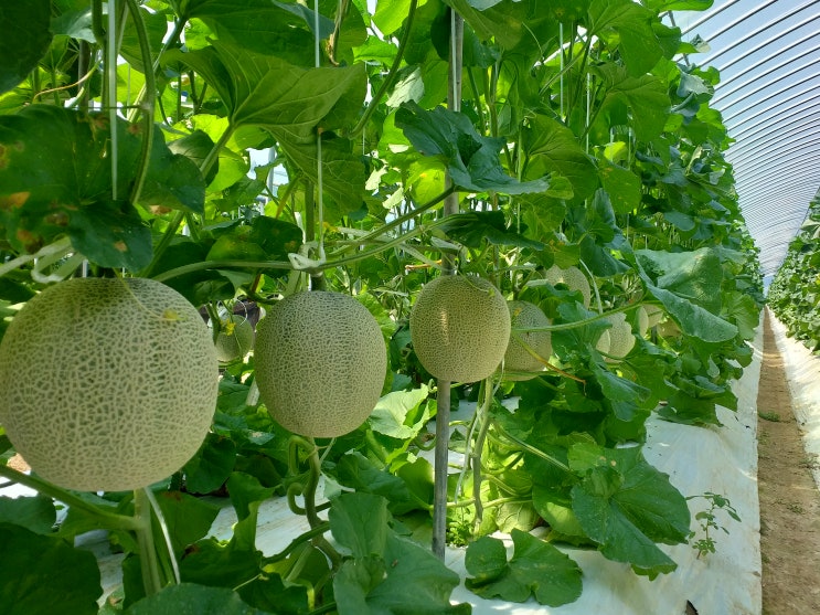  추석멜론