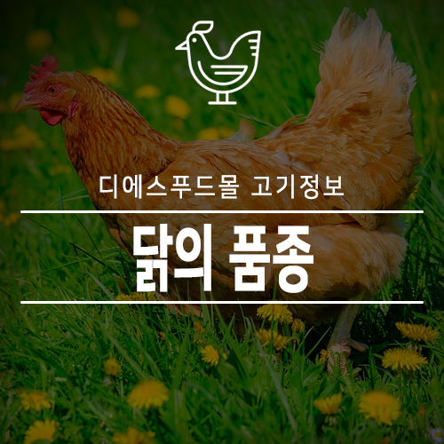 [디에스푸드몰 고기정보]닭의 품종