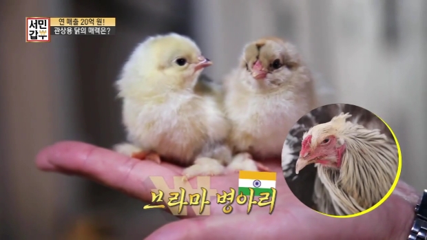  서민갑부 관상용닭 반려닭 체험 농장 애완닭 관상닭 온라인 쇼핑몰 연매출 20억 계란 달걀 병아리 사육 키트 가격 택배 진천 에코팜 242회 서민갑부 관상용닭 진천 관상닭 체험 농장