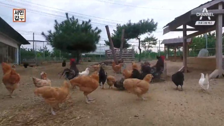  채널A 서민갑부 242회 연매출20억 지훈씨의 반려닭 시대 업체 관상용닭 충북진천 에코팜