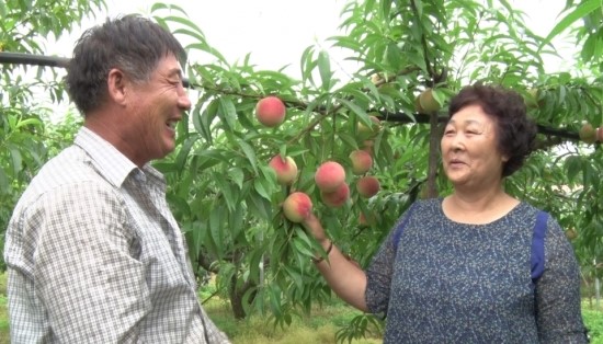  KBS1 ‘인간극장’, 청도 황무석 김정분 부부