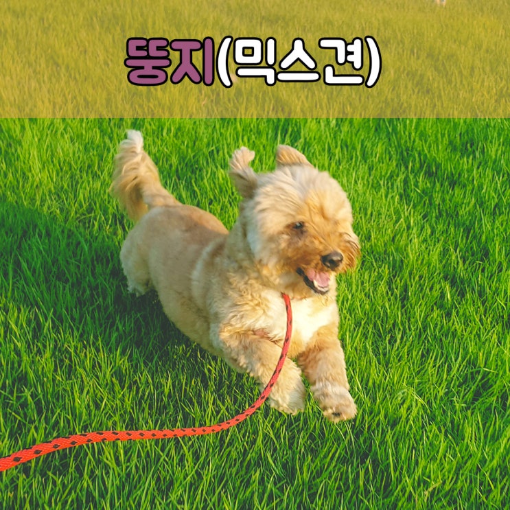  반려견의 공격성문제행동, #부산울산애견훈련 #부산울산강아지훈련