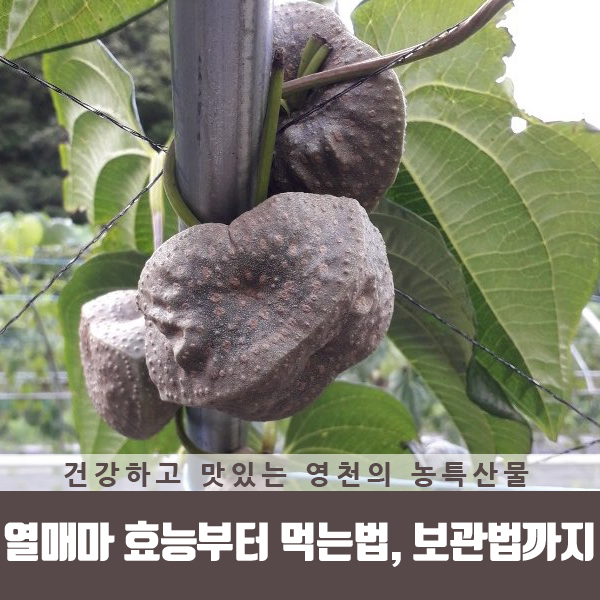  열매마 효능부터 먹는법, 보관법까지