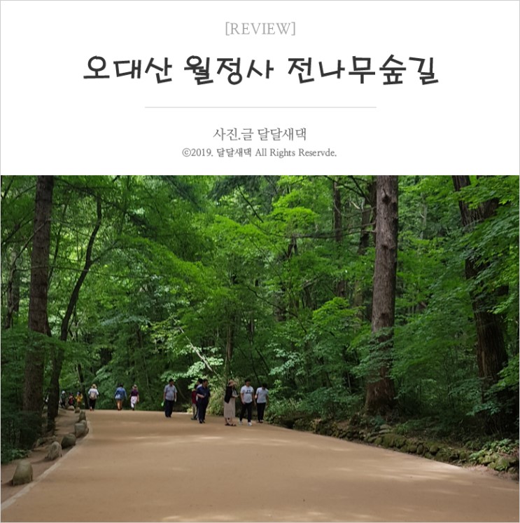 오대산 월정사 전나무숲길 tvN드라마 도깨비 촬영지