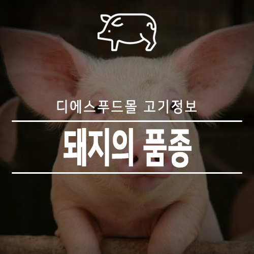  [디에스푸드몰 고기정보]돼지의 품종