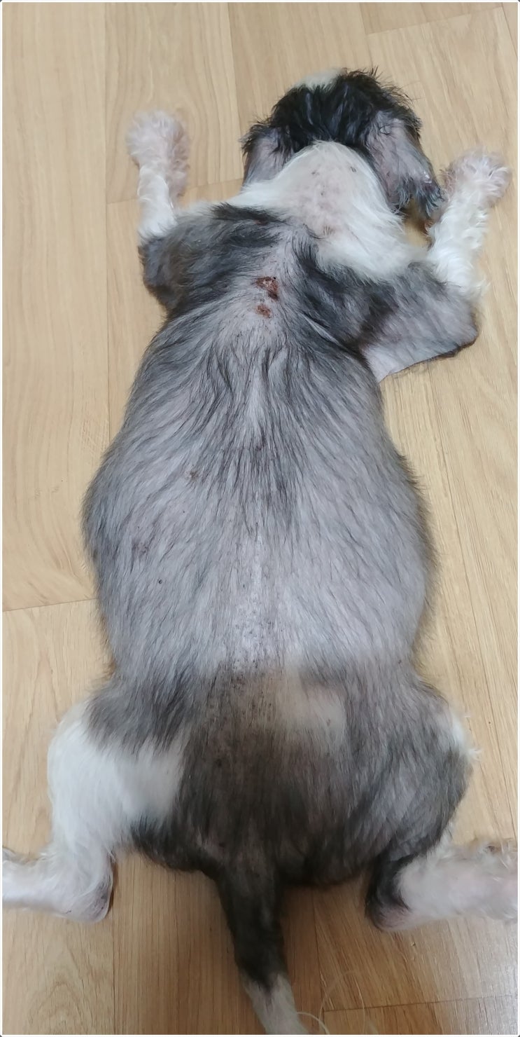  노견의 쿠싱증후군과 위확장, 위염전