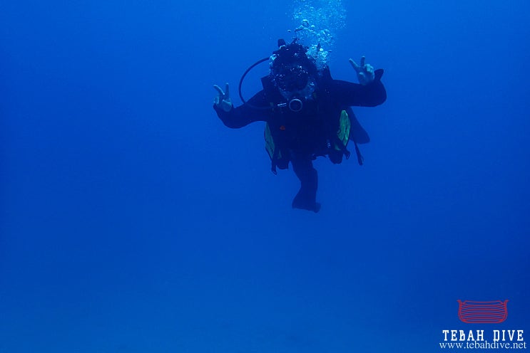 오키나와 케라마제도에서 스쿠버다이빙 체험하기_각종 니모(아네모네피쉬), 여러 수중생물
