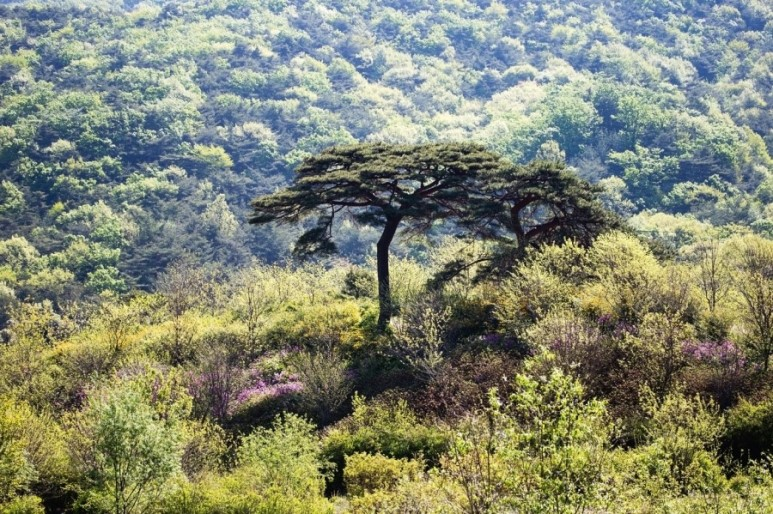 양산 통도사의 산내 암자 Ⅴ-⑬서운암-⑭』보타암-⑮취운암 通度寺 山內 庵子 瑞雲庵 - 寶陀唵 - 翠雲庵 : 네이버 블로그