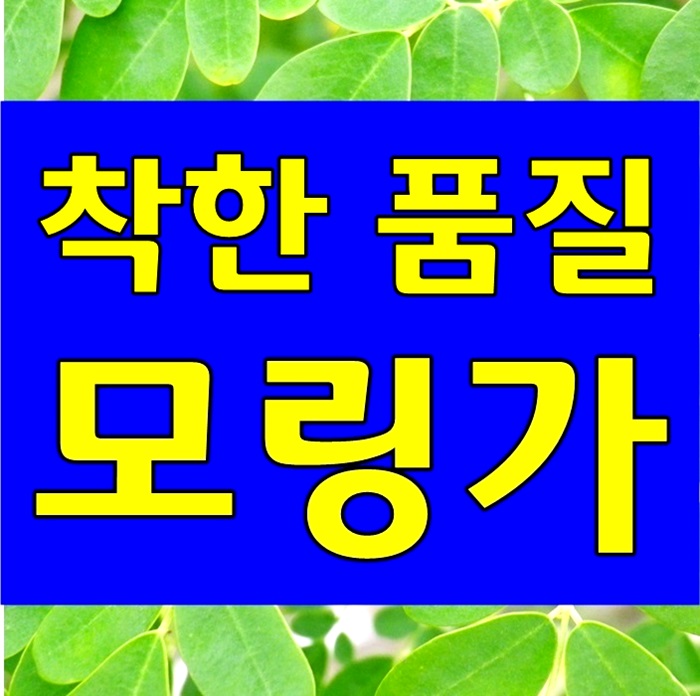  모링가잎 분말 효능과 모링가 가루 파는곳 추천