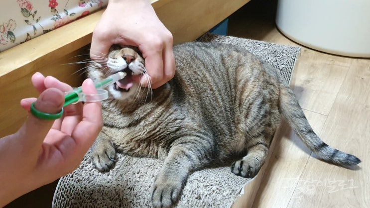  고양이 알약먹이기; 필건 사용법, 고양이 발치 비용