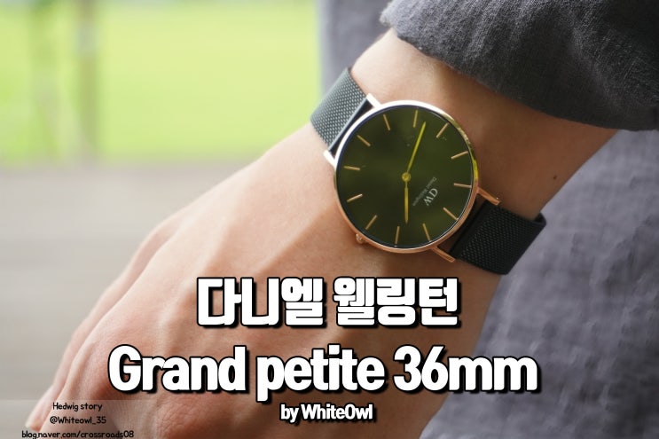  다니엘 웰링턴 신제품 출시 GRANDPETITE 36mm 깔끔한 시계로 미니멀에 디테일을 찍자